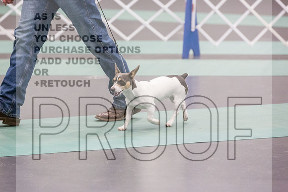 Teddy Roosevelt Terrier Rings Fri Ring 1_JJL_6521_UKCLNGVIEWOCT2024_2024_HR3