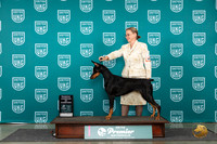 Doberman Pinscher #895 Fri RCH Judge Deb Allen