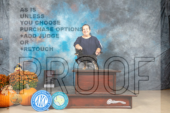 Russian Toy #8 Sun OHBOB Judge Shelley Hennessey_MJ_6857_Belton_2022_HR3