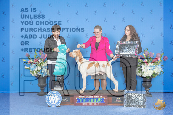 Bracco Italiano #6 FRI BISOH Judge Ann Yuhasz__JP_9509_Houston_2024_HR3