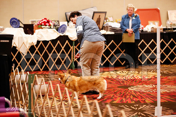 _JJ_7471-HstnCorgiFeb2015-HR3