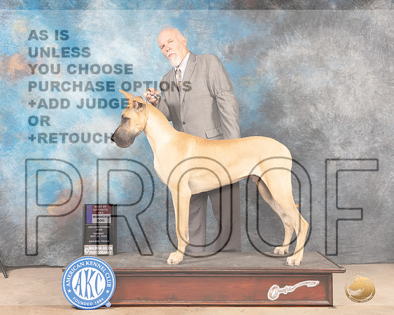 Great Dane #7 Sun WDBOS Judge Eric Liebes -MMJ_4527-Abilene2022-HR3