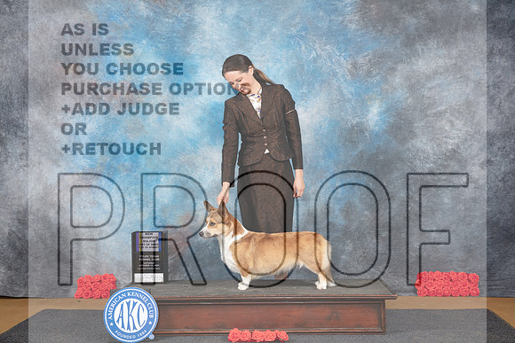 Cardigan Welsh Corgi #20 Sat BOBBOWM NCh Judge Pat Trotter__JP_0055_Sulphur Springs_2024_HR3