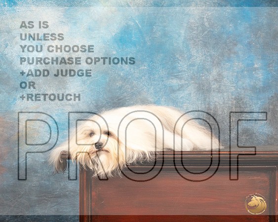 Havanese #12 Sun r_MJ_1229_SA_2022_HR3
