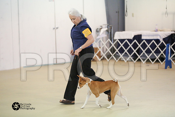 Basenji-0387-HtoJan2014-HR3
