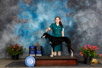 Saluki #8 Fri BOWOHBOB Judge Polly (Mrs Robert) D Smith
