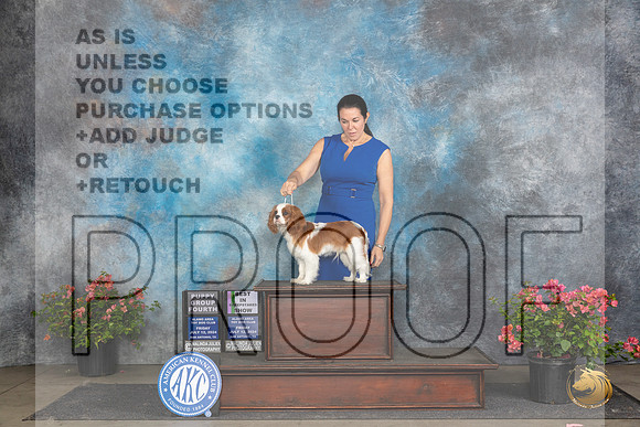 Cavalier King Charles Spaniels #9 Fri BISweeps SweepsG4 Judge Claire Wisch Abraham__JP_4365_San Antonio_2024_HR3