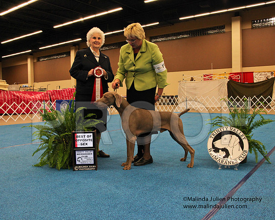 Weim-9326