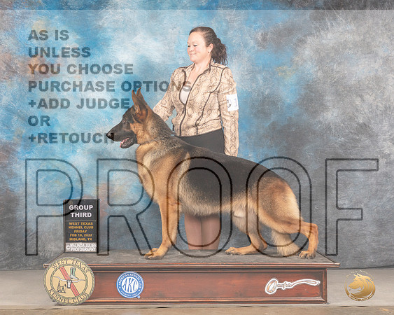German Shepherd Dog #11 Fri G3 Judge Del RichardsMMJ_3397_Mdlnd2022_HR3