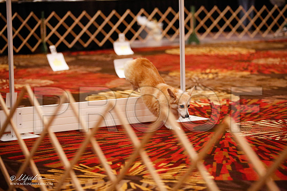 _JJ_7255-HstnCorgiFeb2015-HR3