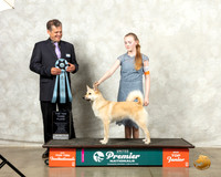 Norwegian Buhund #1073 Thur Top10Jr3rd Judge Antonio Raposo