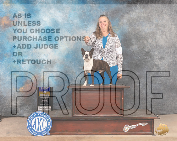 Boston Terrier #9 Sun BOB Judge Peggy McIlwaine-MMJ_4428-Abilene2022-HR3