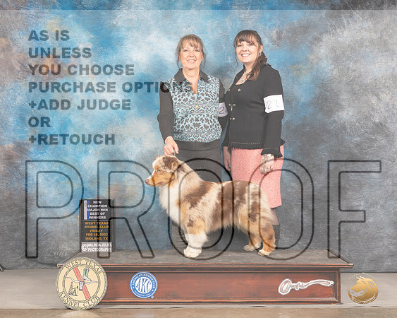 Miniature American Shepherd #21 Fri BOW Judge Denny MounceMMJ_2885_Mdlnd2022_HR3
