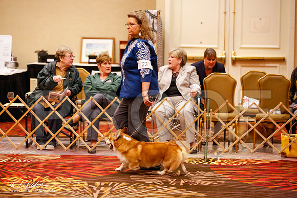_JJ_9419-HstnCorgiFeb2015-HR3