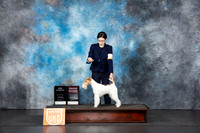 Wire Fox Terrier #244 Sat G2CH Judge Nancy Gallant