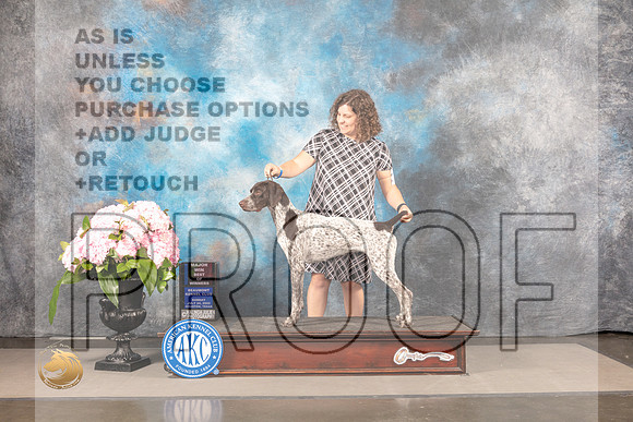 German Shorthaired Pointer #10 SUN BOW Major Judge John Wade_MJ_8067_Houston_2022_HR3