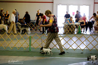Toy Fox Terrier Sun S2 Ring