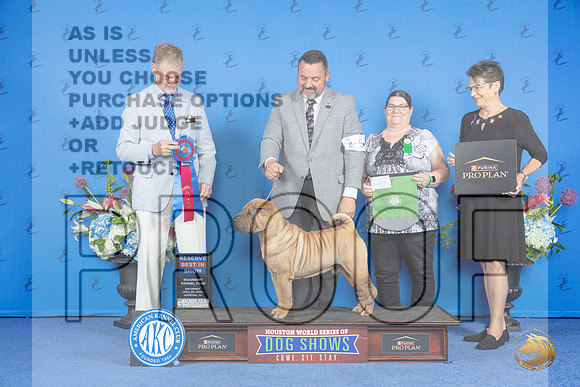 Shar Pei #5 Sat RBIS Judge Wood Warnall__JP_0005_Houston_2024_HR3