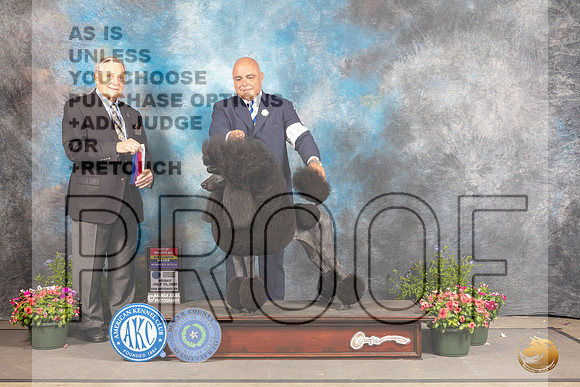 Poodle Std #12 Fri BOSWBCh Judge David Bolus_MJ_0013_SA_2022_HR3