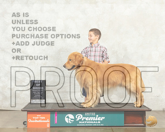 Golden Retriever #222 Thurs Top10BOB Judge Karen Hynek__MJ_8857_Premier_2022_HR3