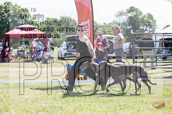 Greyhounds #104 #105 Brace Wed_JJL_1774_Premier_2024_HR3
