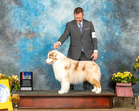 Australian Shepherd #23 Sat BOWBOS  Judge Raymond Filburn
