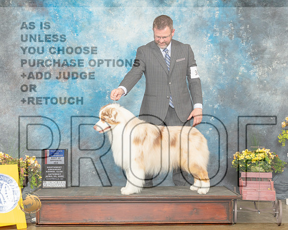Australian Shepherd #23 Sat BOWBOS  Judge Raymond Filburn-MMJ_0562-NWARK2022-HR3