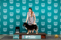Icelandic Sheepdog #381 Thur T10SF Judge Lori Sargent