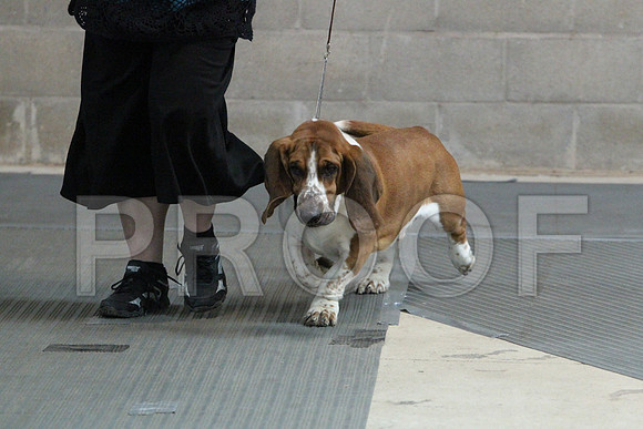 BassetCCL_3213LR