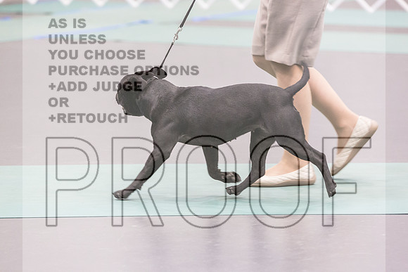 Staffordshire Bull TErrier Sat Rings_JJL_9786_UKCLNGVIEWOCT2024_2024_HR3