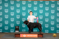Labrador Retriever See Note R