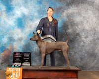 Thai Ridgeback #316 Sun1 BOBG1 Judge Kevin Izard-Carroll