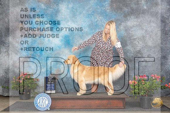 Golden Retriever #34 Sun WBBOWM Judge Paul F Willhauck__JP_5968_San Antonio_2024_HR3
