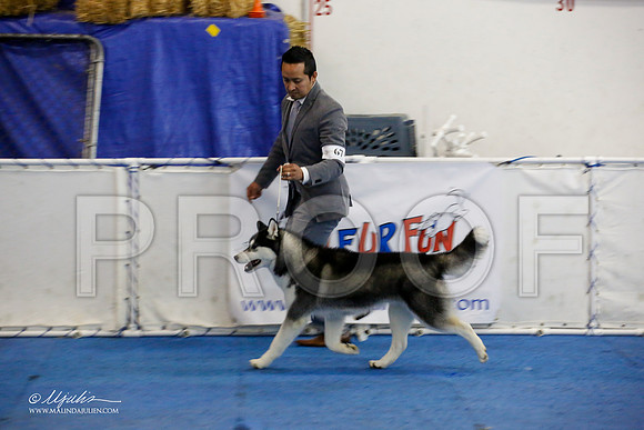 _M3_9656-AddisonHuskyMar2015-HR3