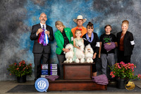 Poodle Toy #6 #7 Fri WBWD Judge Dale Martenson