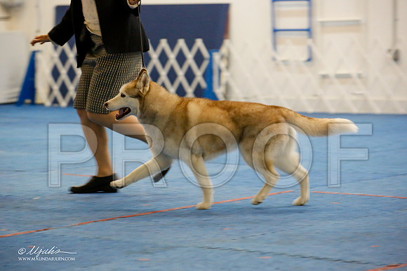 _M3_9227-AddisonHuskyMar2015-HR3