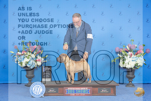 Chinese Shar Pei #16 SUN WB BOW NC Judge Wood Wornall__JP_0680_Houston_2024_HR3
