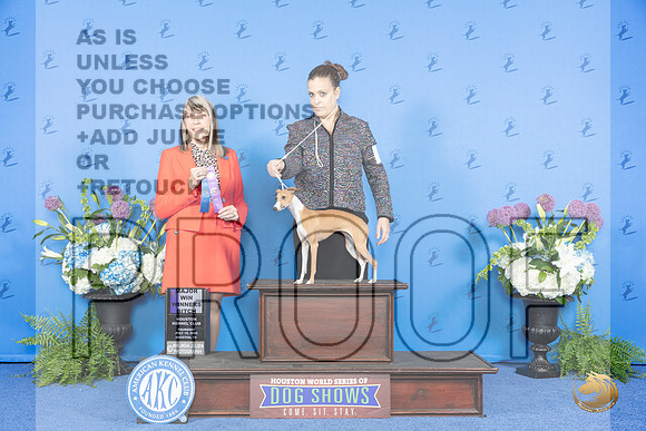 Italian Greyhound #8 THUR WBM Judge Angela Pickett__JP_8001_Houston_2024_HR3