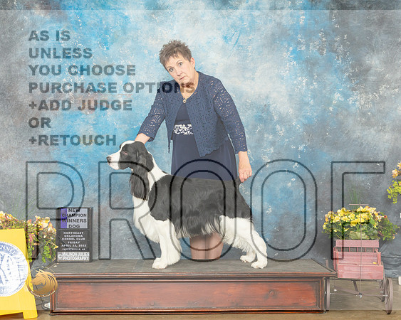 English Springer Spaniel #7 Fri WDNCh Judge Betty Pollock-MMJ_0544-NWARK2022-HR3