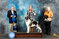 Collie Smooth #7 Sat G1 Judge David Bolus
