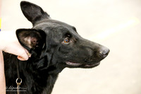 German Shepherd Dog Sun