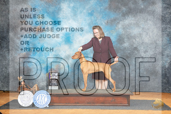 Vizsla #18 Sat BOBM Judge Lisa Graser__JP_7567_MARSHALL_2024_HR3