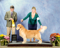 Golden Retriever #19 Sat G4 Karen Brady & Karen Holbrook Agent Dylan Kipp Judge Richard Powell