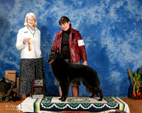 Belgian Sheepdog #14 Sun BOB +A2