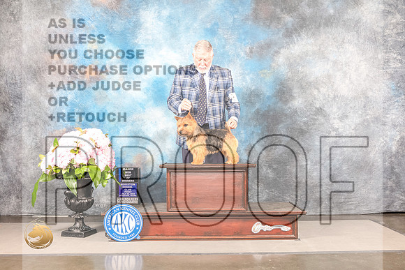 Norwich Terrier #11 Fri BOW Judge Linda HurlebausNorwich Terrier #11 Fri BOW Judge Linda Hurlebaus_MJ_7664_Houston_2022_HR3_Houston_2022_HR3