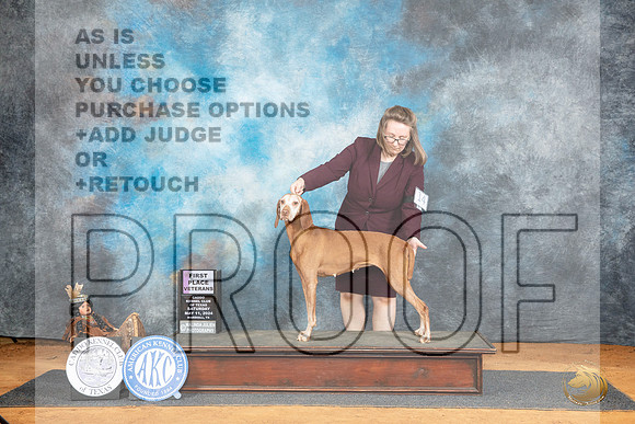 Vizsla #14 Sat BV Judge Lisa Graser__JP_7555_MARSHALL_2024_HR3