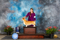 Pembroke Welsh Corgi #20 Sunn WB Judge Wendy G Willhauck