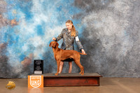 Vizsla #310 Sun1 ABIS Judge Matthew Proctor