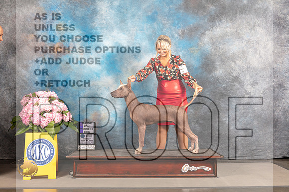 Xoloitzcuintli #? SUN WD Major Judge? SAN ANTONIO_MJ_3892_Houston_2022_HR3