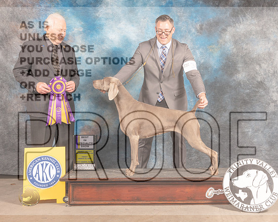 Weimaraner #24 Fri BISS Judge Carmen Battaglia-MMJ_8000-FW2022-HR3